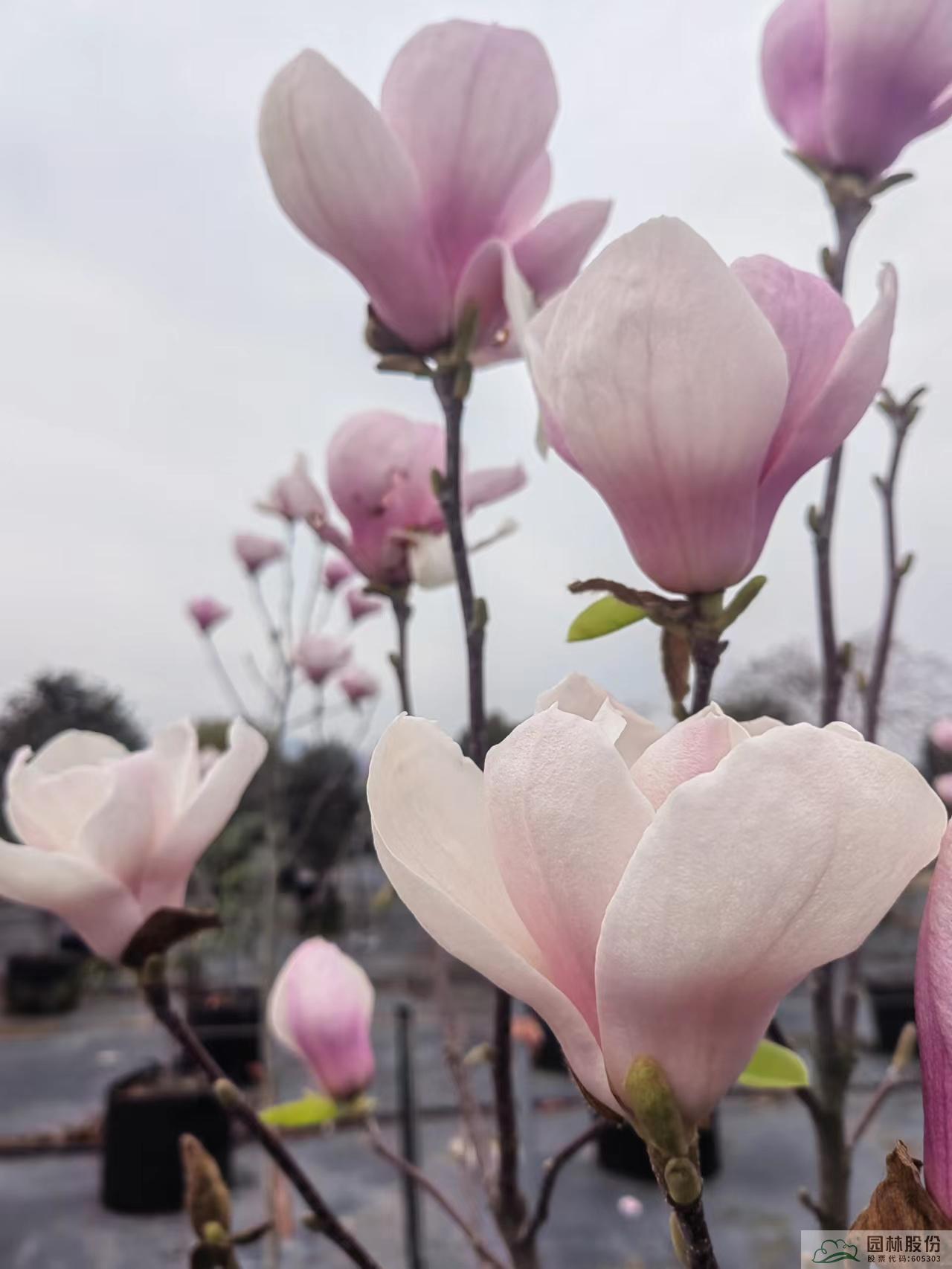 AG尊龙凯时官网(中国游)首页